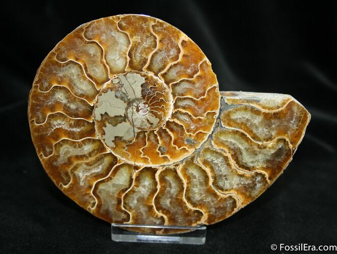 Inch Cleoniceras Ammonite (Half) #1451
